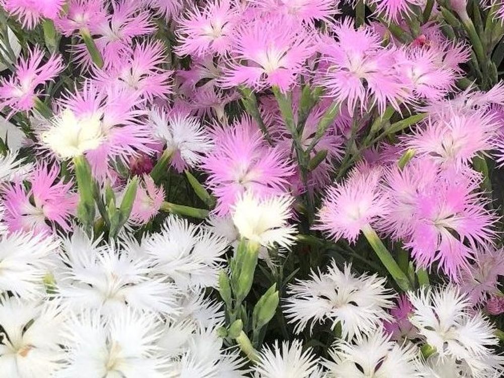 カワラナデシコ　ピンク色　白い花