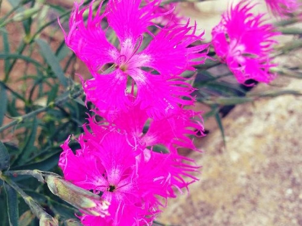 カワラナデシコ　ピンク色の花