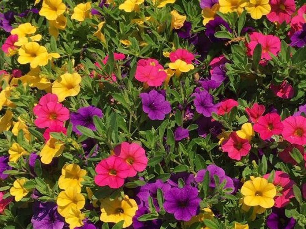 カリブラコア　赤い花　紫色の花　黄色い花