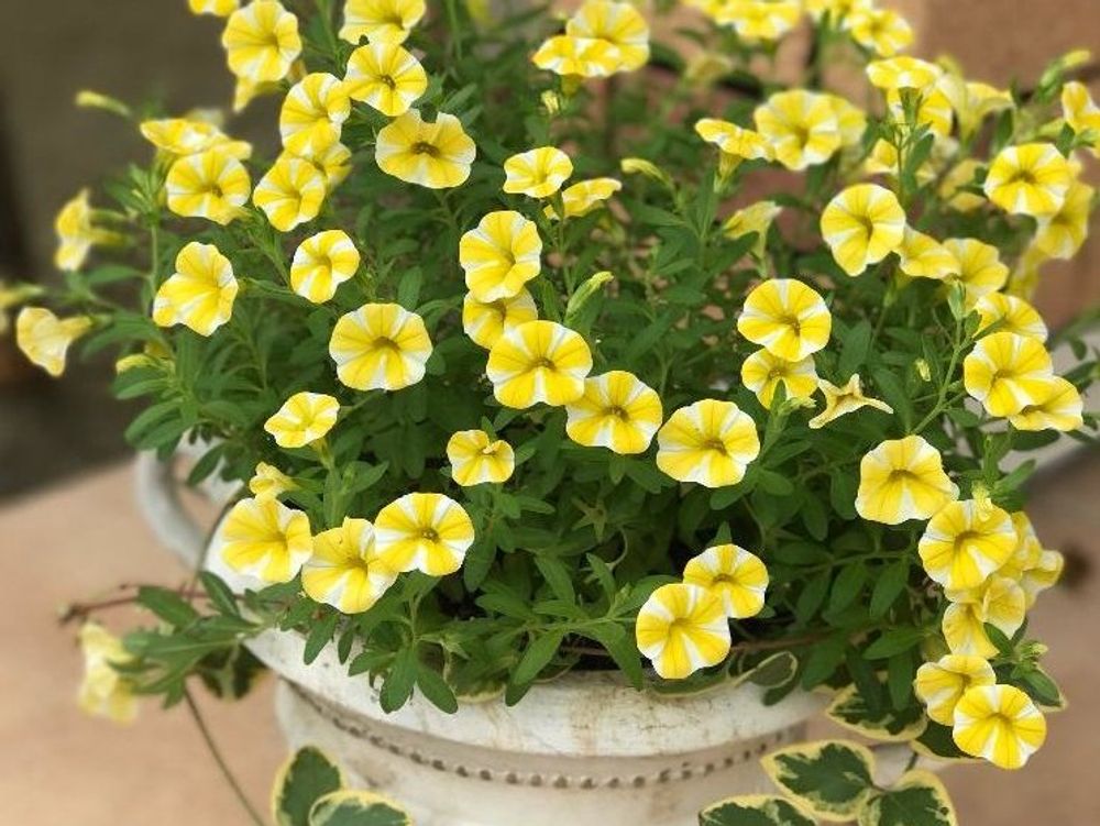 スーパーベル　黄色い花　鉢植え