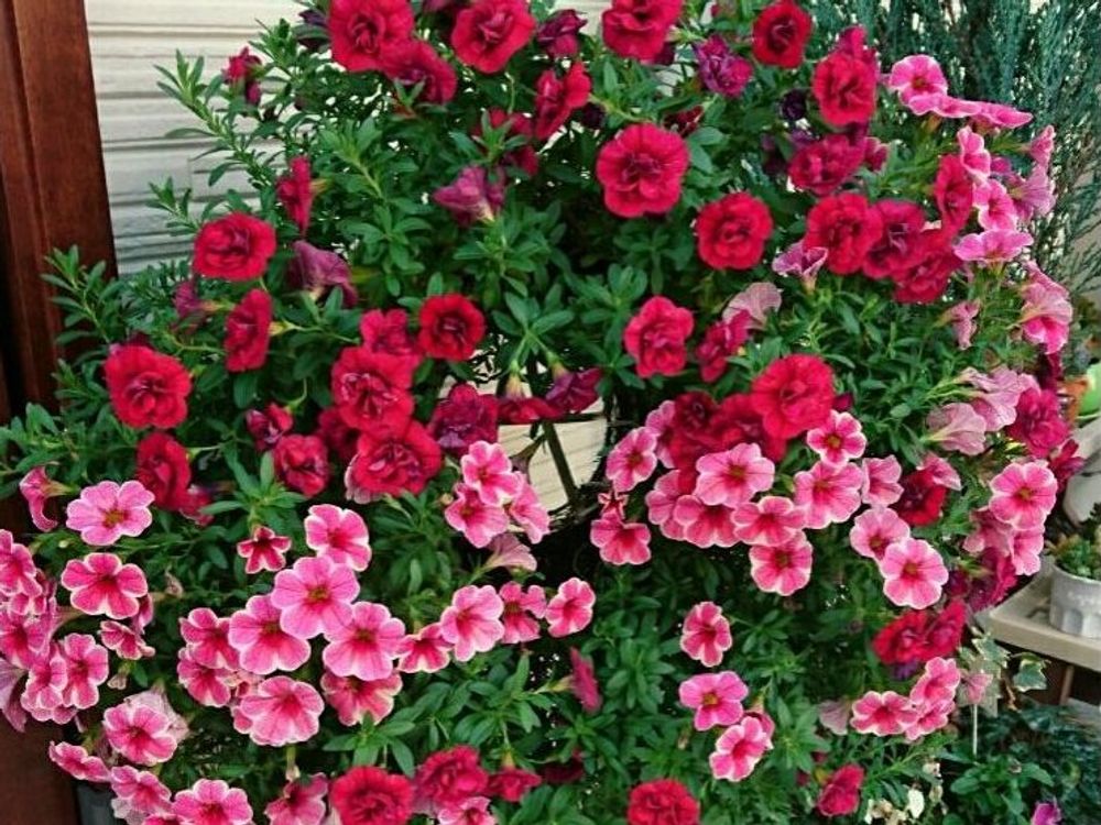 カリブラコア　赤い花　リース