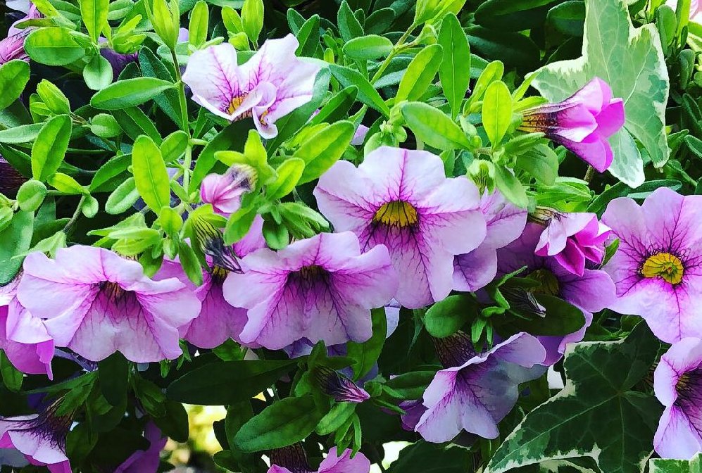 カリブラコアの花言葉 由来や花の特徴 色の種類は Greensnap グリーンスナップ