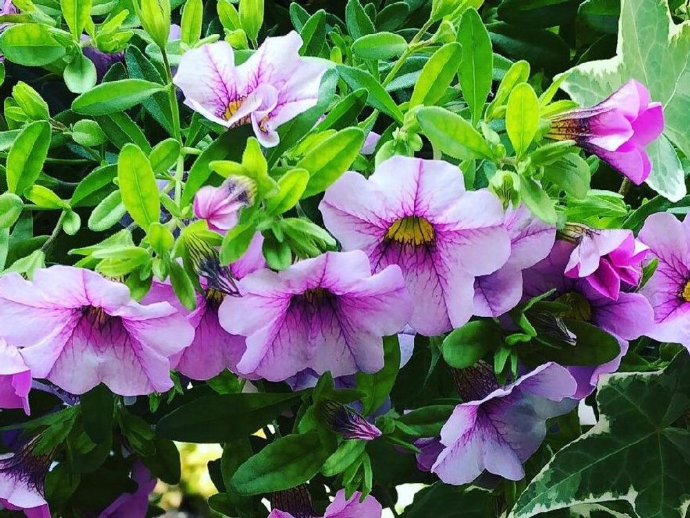 カリブラコア　ピンク色の花