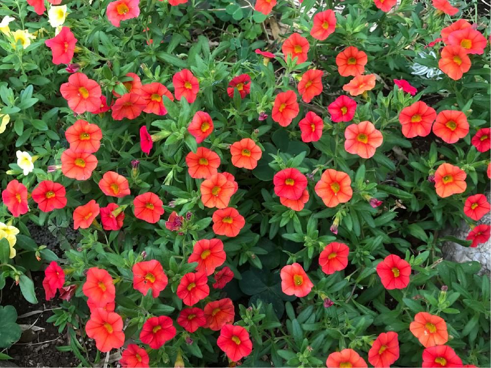 カリブラコア　赤い花