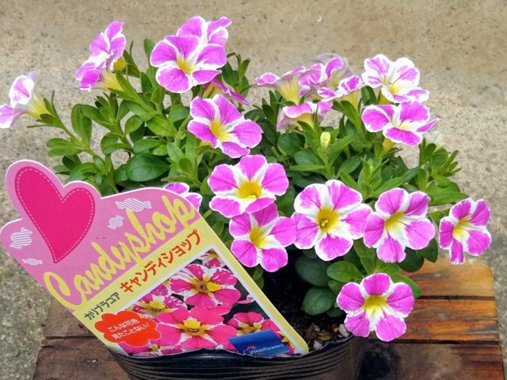 カリブラコア　鉢植え　ピンク色の花