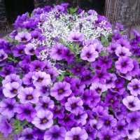 カリブラコアの育て方｜植え付けや植え替え時期は？挿し木の方法は？の画像