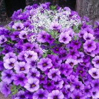 カリブラコアの育て方｜植え付けや植え替え時期は？挿し木の方法は？の画像