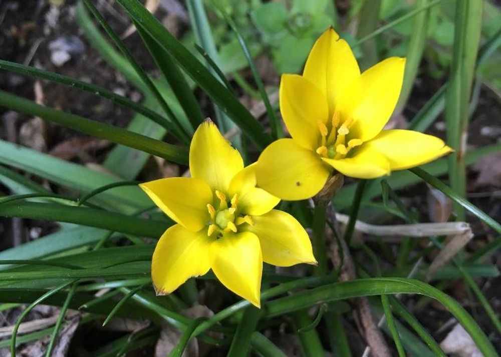 黄花ユニフロルム　黄色い花