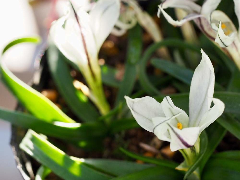 イフェイオン・パルビフローラ　白い花