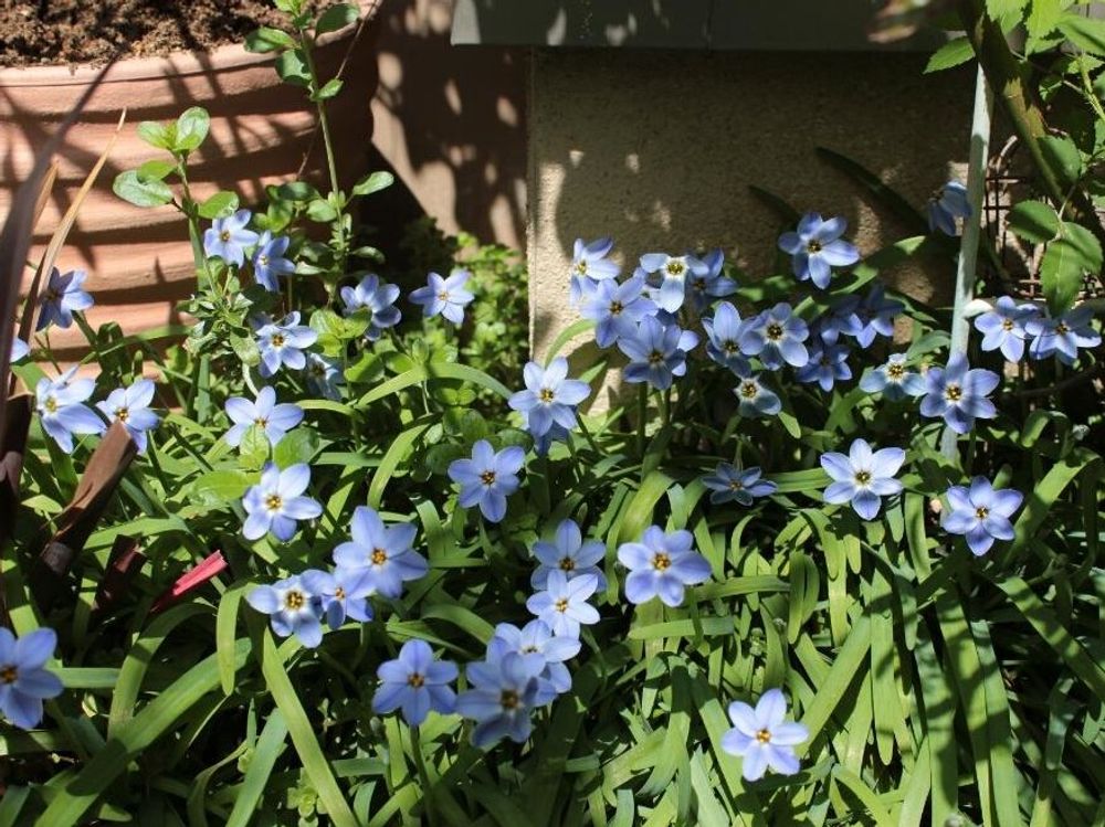 イフェイオン・ロルフフィドラー　青い花　日当たり