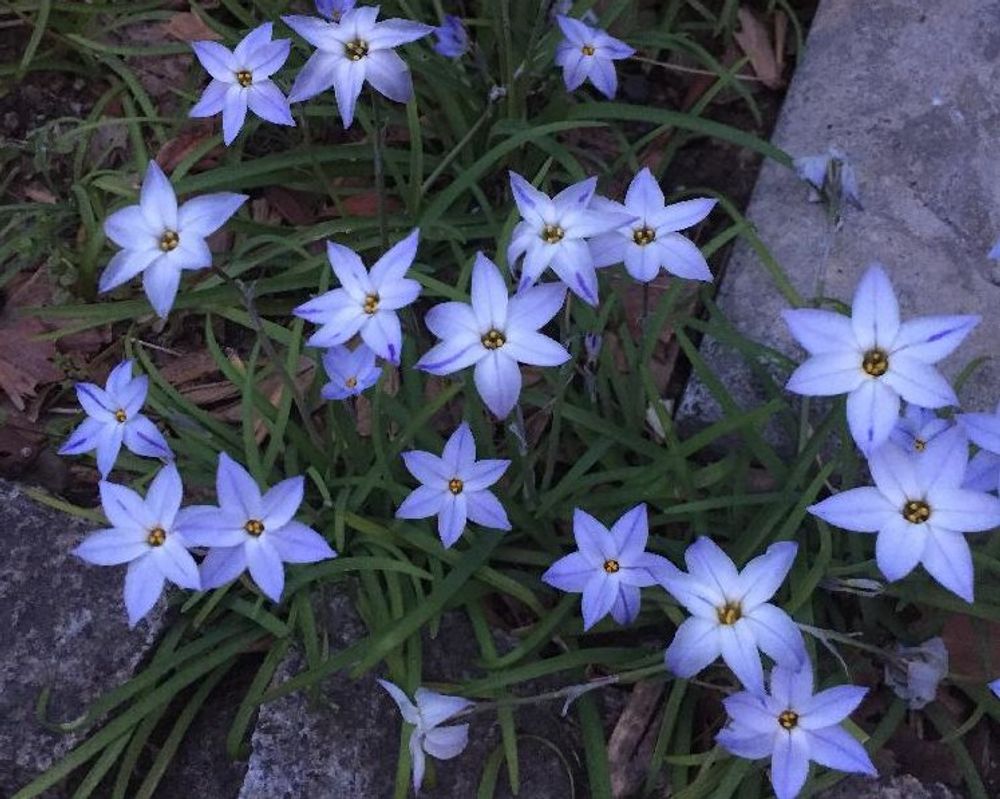 イフェイオン・ウィズレーブルー　地植え　紫色の花