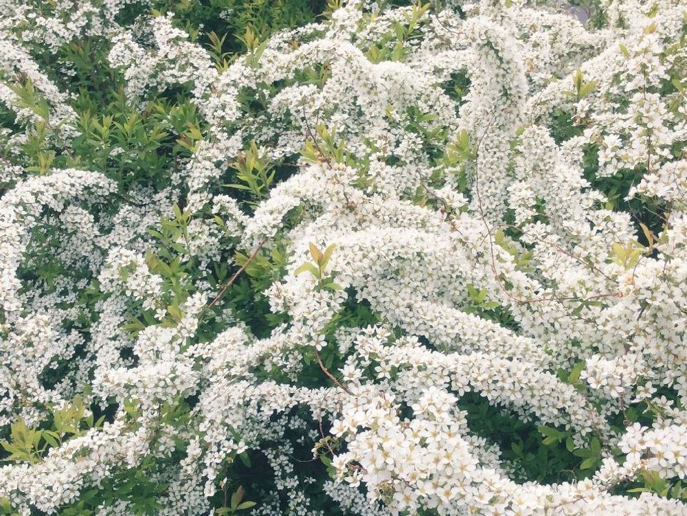 雪柳(ユキヤナギ)　白い花