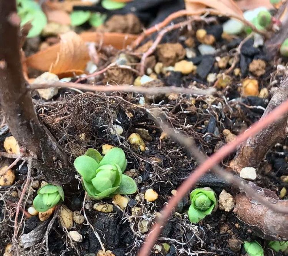 雪柳(ユキヤナギ)　地植え　芽
