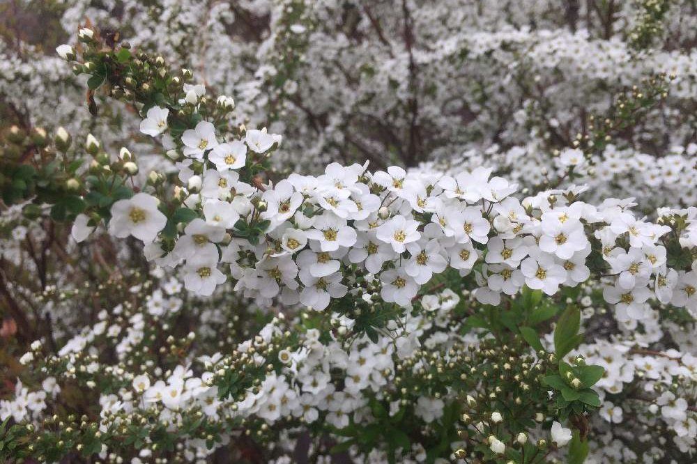 雪柳(ユキヤナギ)　白い花