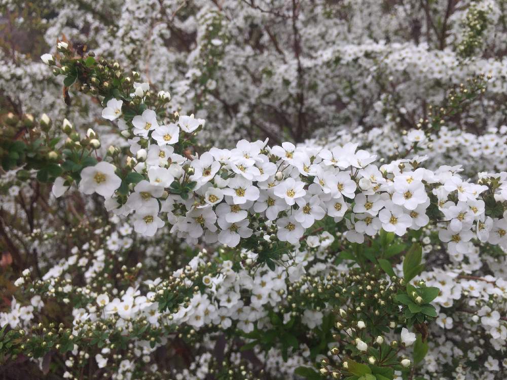 雪柳 ユキヤナギ の花言葉 花の特徴や種類 見頃の季節は Greensnap グリーンスナップ