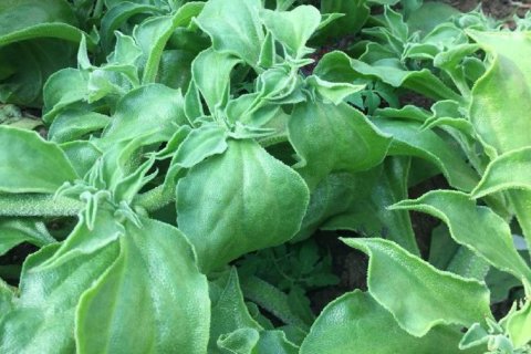 アイスプラントの育て方 種や苗から栽培する方法 水耕栽培できる Greensnap グリーンスナップ