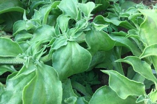 アイスプラントの育て方 種 苗からの栽培方法は 注意する病気は Greensnap グリーンスナップ