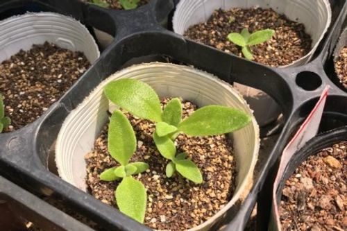 アイスプラントの育て方 種 苗からの栽培方法は 注意する病気は Greensnap グリーンスナップ