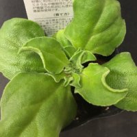 アイスプラント 夏を越してみたい٩ ᐛ و Greensnap グリーンスナップ