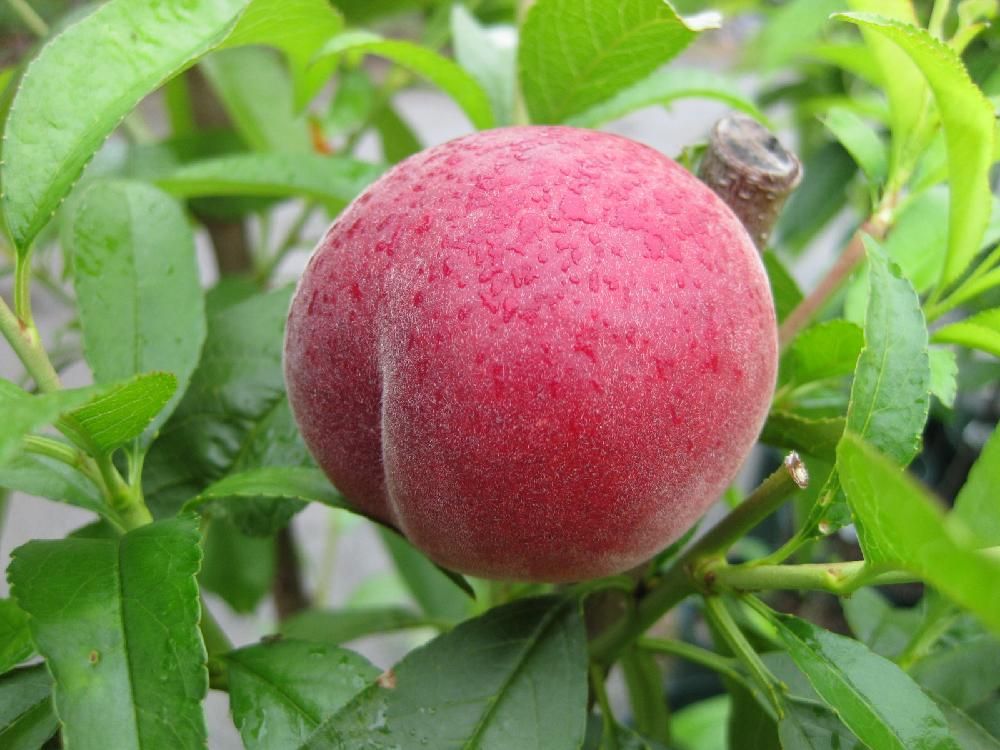 スモモ　サンタローザ　赤い実