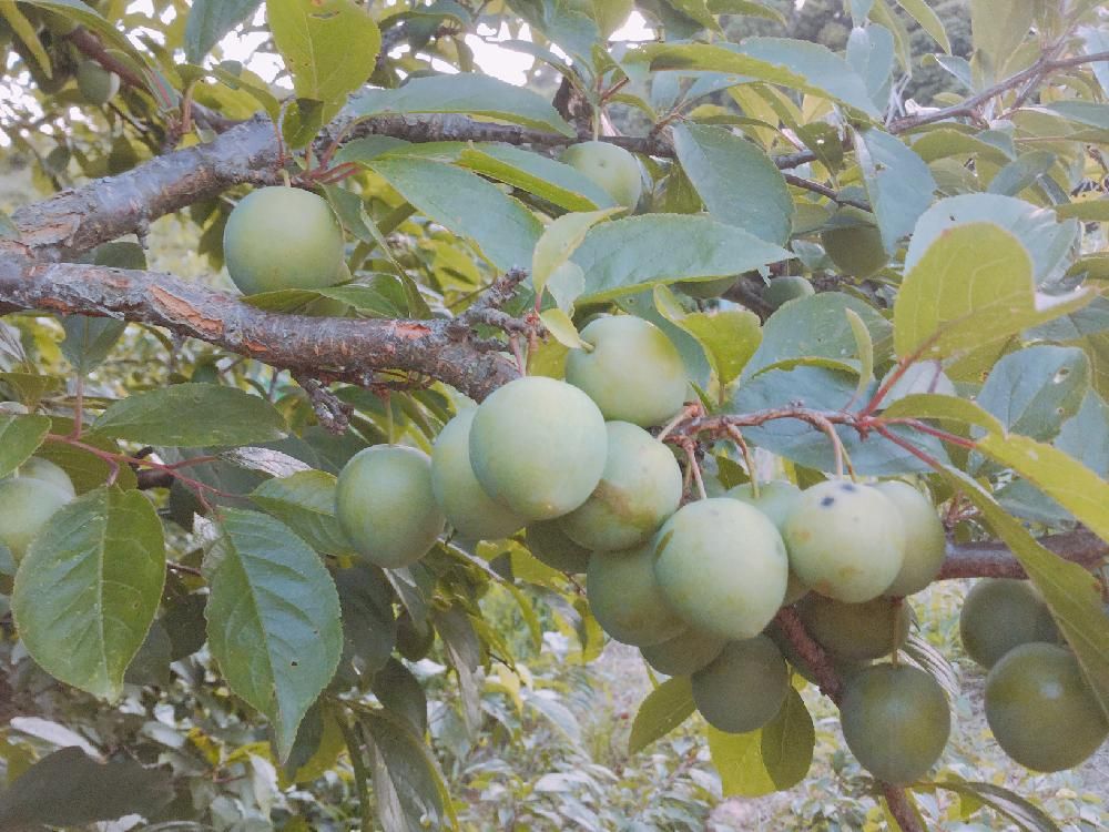 スモモ　大石早生　緑色の実