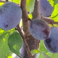 プルーンの育て方・栽培｜苗木の植え付け、剪定、収穫の時期や方法は？の画像