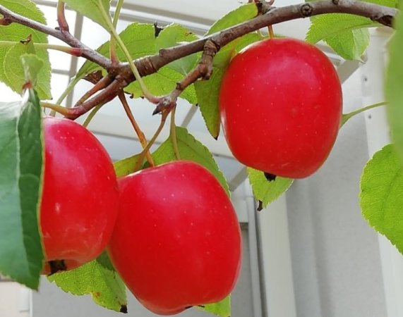 ヒメリンゴ　photo by　トユタ