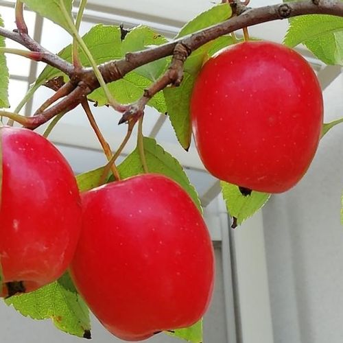ヒメリンゴ 姫りんご の育て方 苗木の植え替え時期は 剪定方法は Greensnap グリーンスナップ