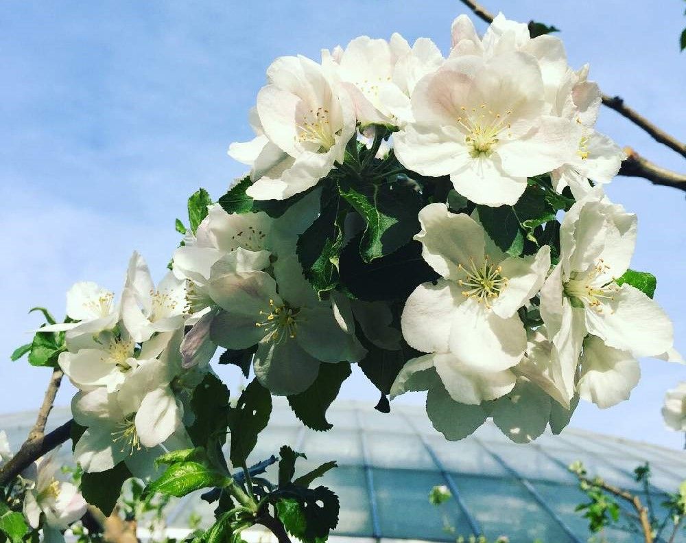 ヒメリンゴ(姫りんご)　白い花　青空