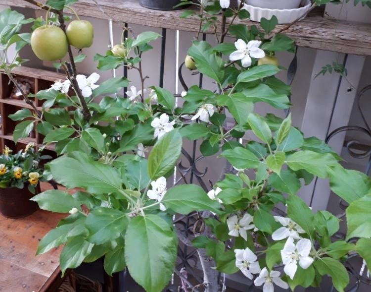 ヒメリンゴ(姫りんご)　鉢植え　白い花