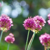 アリウムの育て方｜植え付けや植え替えの時期は？の画像