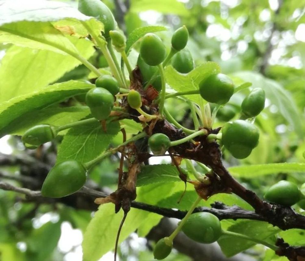 スモモ、photo by ナナコさん