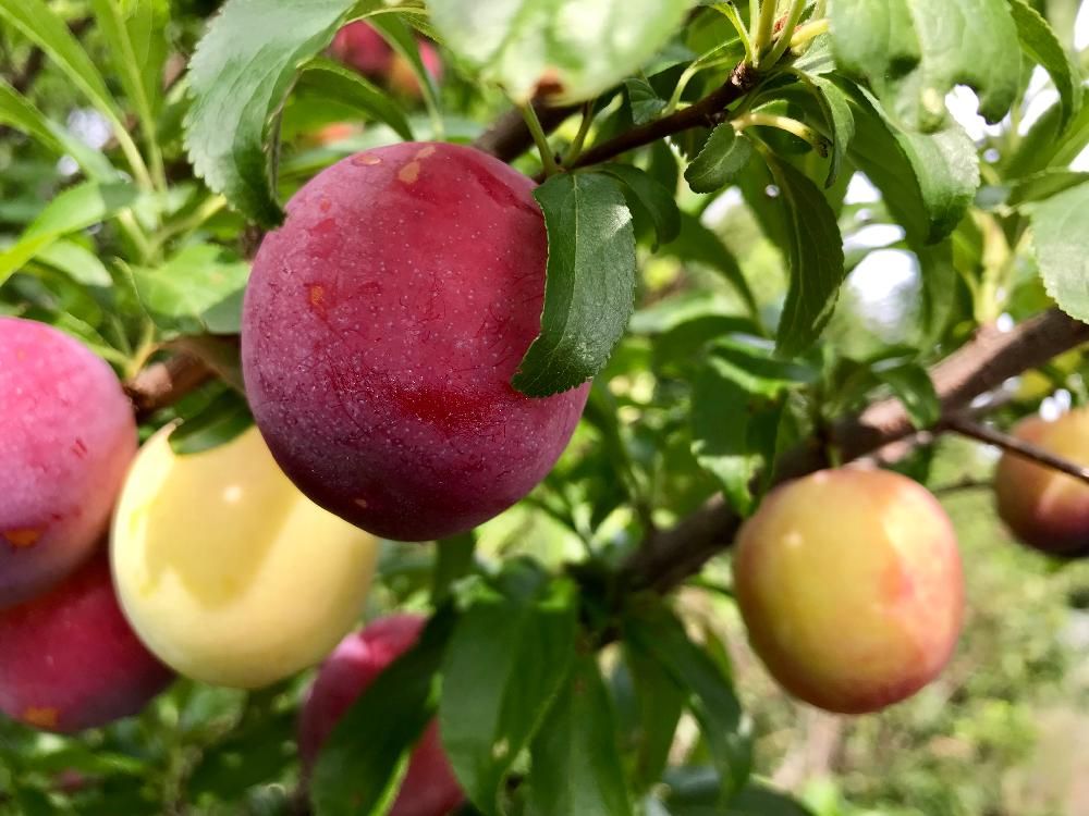 スモモ、photo by Flower Village