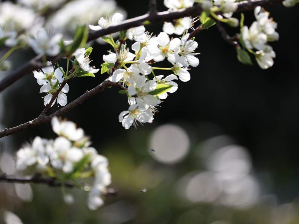 スモモ、photo by ローズマリン