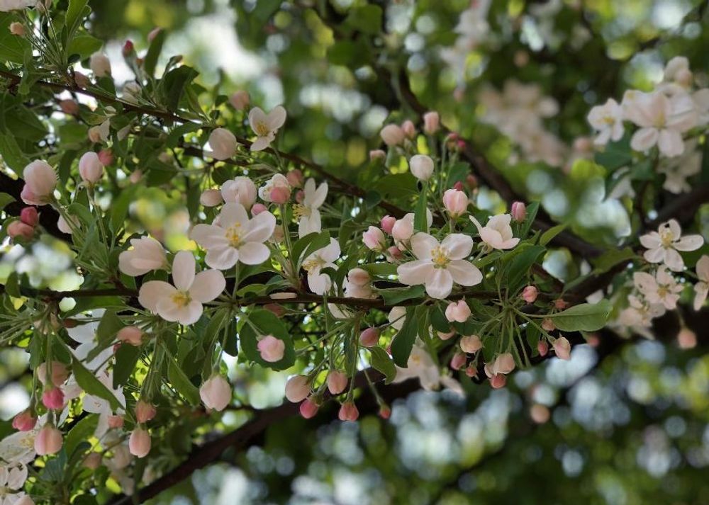 ヒメリンゴ(姫りんご)　ピンク色の花