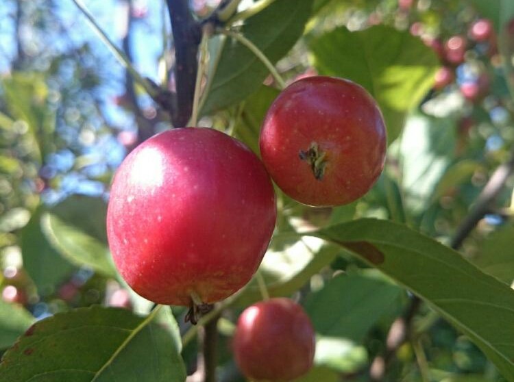 ヒメリンゴ(姫りんご)　赤い実