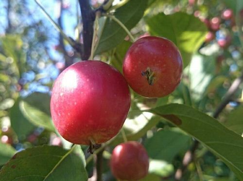 ヒメリンゴ 姫りんご の育て方 苗木の植え替え時期は 剪定方法は Greensnap グリーンスナップ