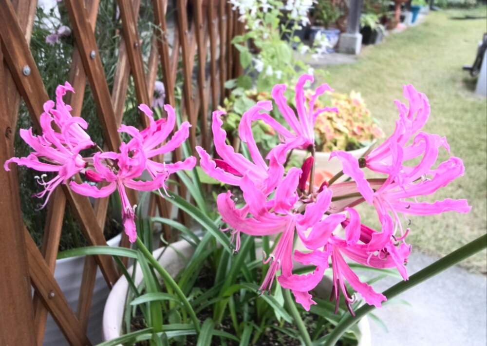 ダイヤモンドリリー(ネリネ)　鉢植え　ピンク色の花