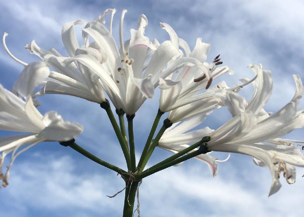 ダイヤモンドリリー(ネリネ)　白い花　青空