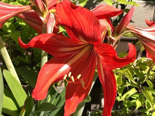 アマリリスの育て方 植え替えの時期や冬越しの仕方は 毒に注意 Greensnap グリーンスナップ