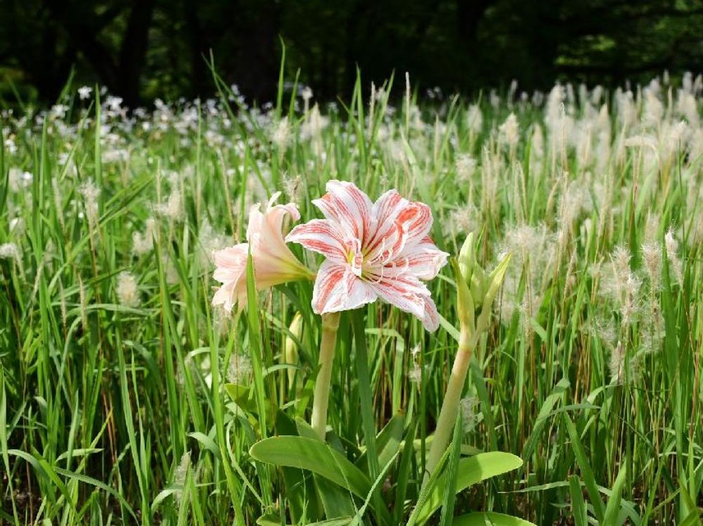 アマリリス　白い花