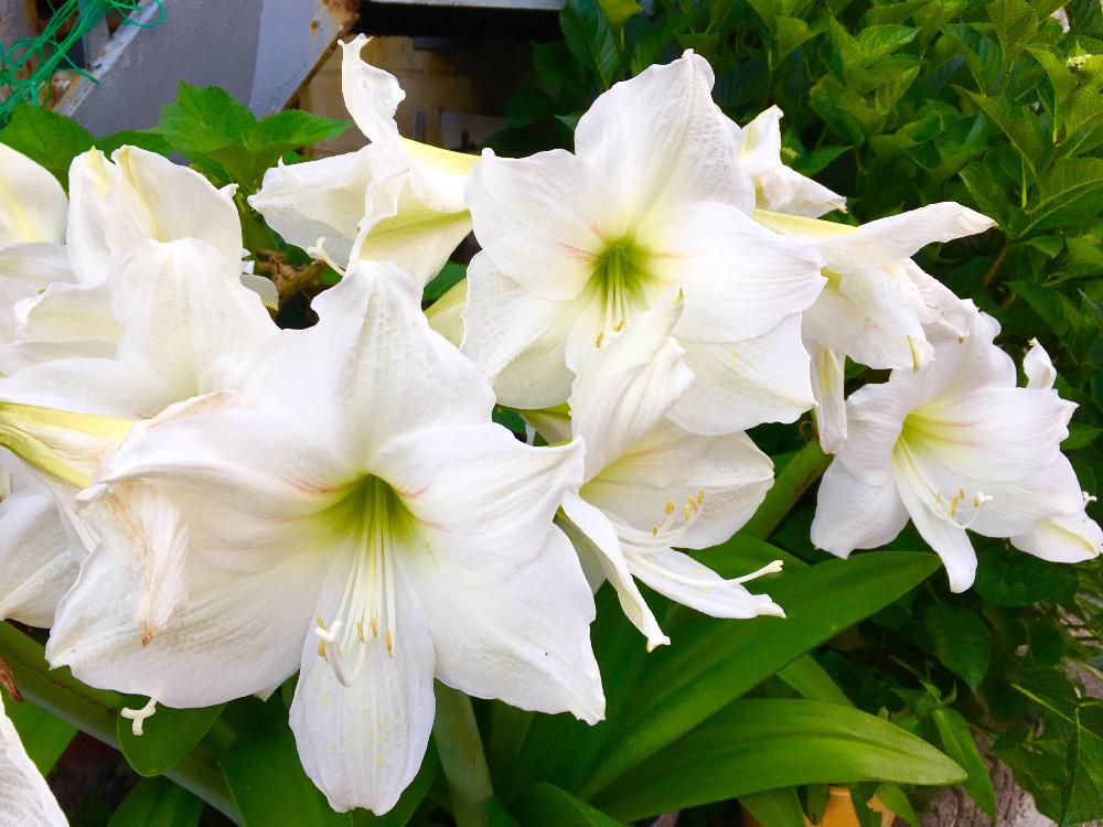 アマリリス　白い花