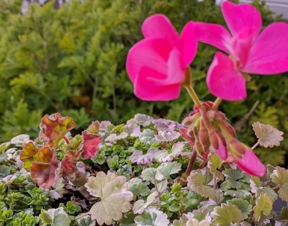 ローズゼラニウム　紅色の花