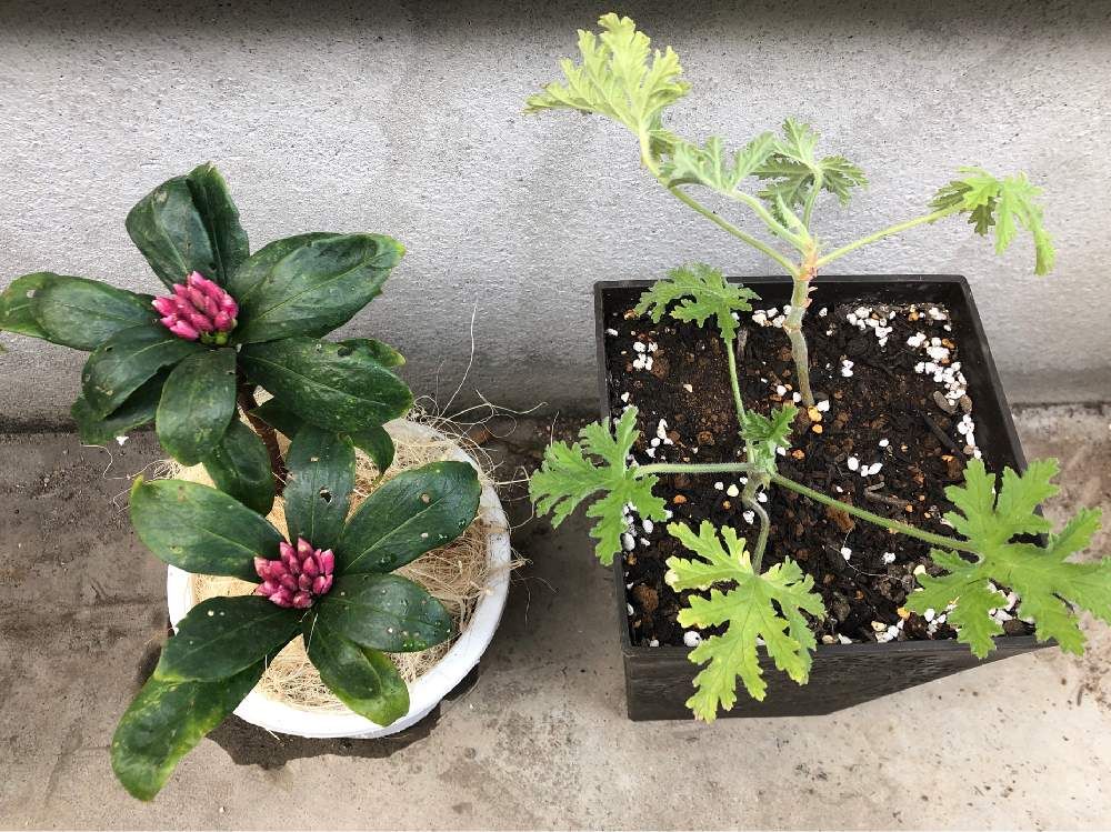 ローズゼラニウム　鉢植え　株