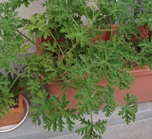 ハーブゼラニウムの育て方 植え付けや収穫時期は 増やし方は Greensnap グリーンスナップ ハーブゼラニウムの育て方 植え付けや収穫時期は 増やし方は Greensnap グリーンスナップ
