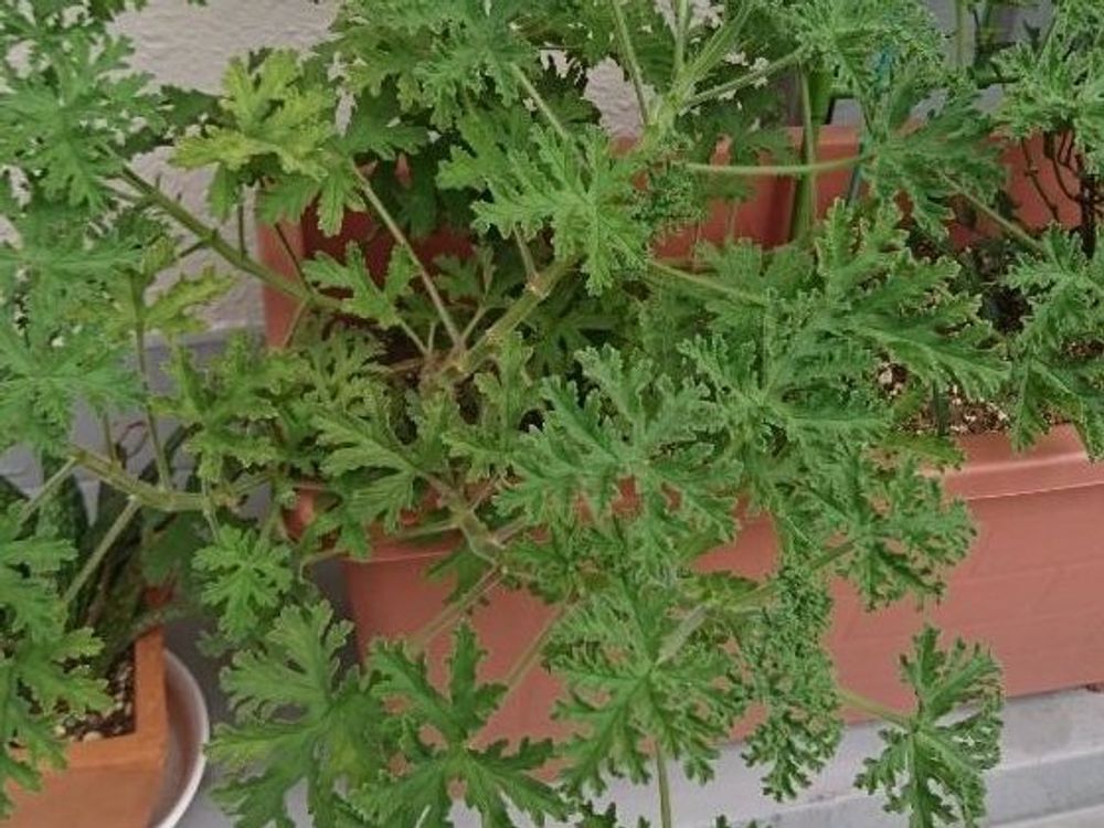 ローズゼラニウム　プランター　葉