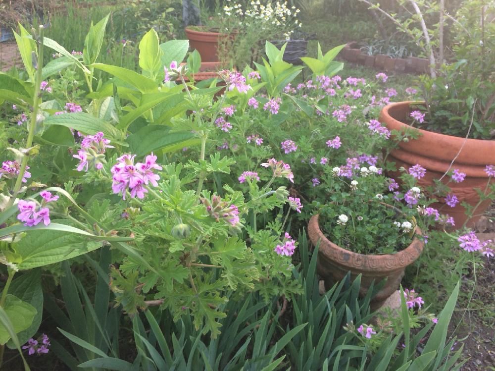 ローズゼラニウム　庭　ピンク色の花