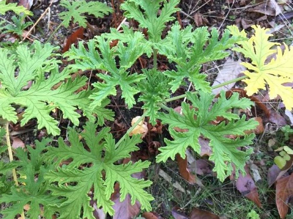 ハーブゼラニウム　地植え　葉