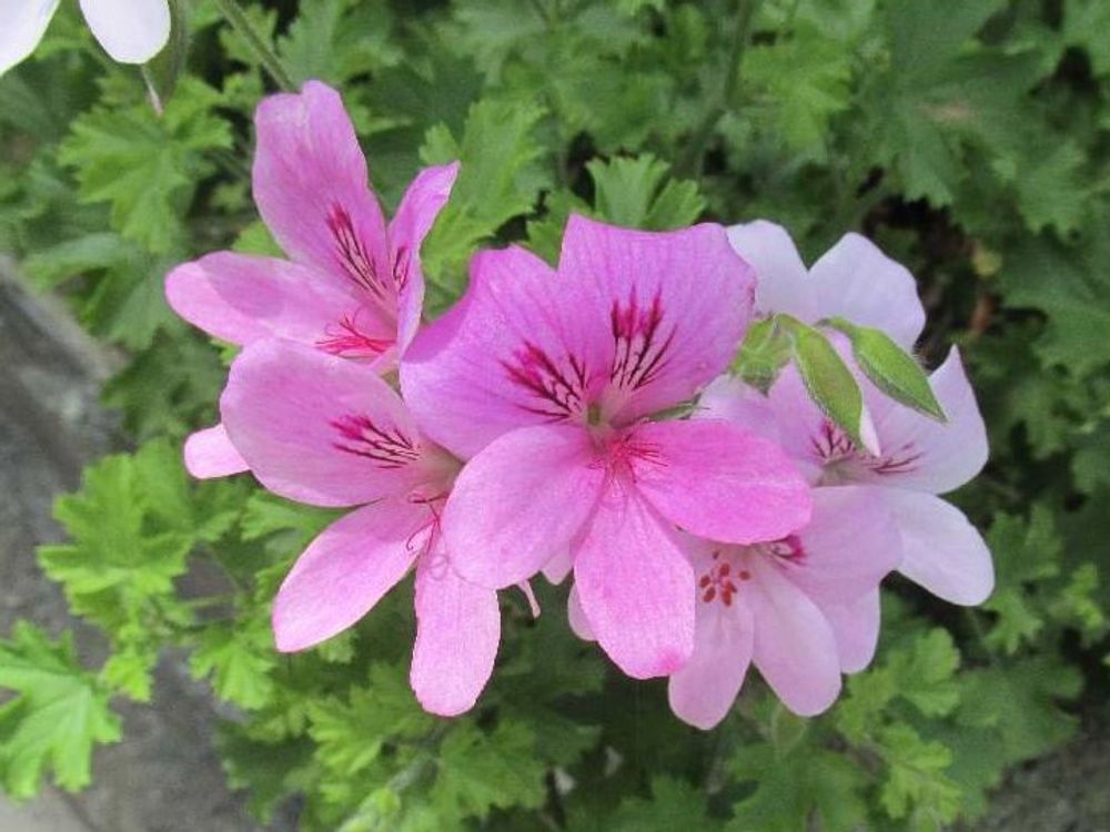 ローズゼラニウム　ピンク色の花　地植え