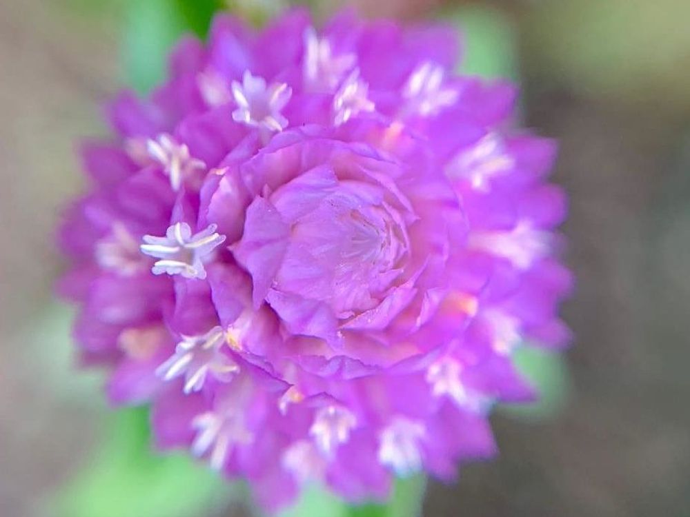 センニチコウ　紫色の花